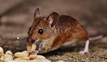 24 Hour & Emergency Exterminators in Bureau Of Public Debt, DC